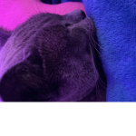 Hippos_cats life
