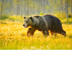Fun Bears Roblox.