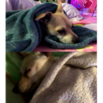 The_doggos_