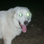 Dog Doogie Dog