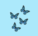 [butterfly fam]