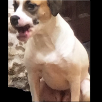 Donate or this pooch will be mad