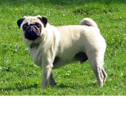 PUG PARTY