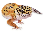 Gecko’s Worm Clothing Studios