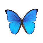 Blue Bell Butterflies C: