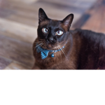 My little baby cat <3