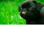 pugssssss