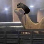 Hamood Tribe