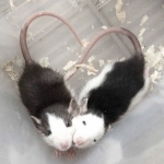 ~The Rat's Hangout~