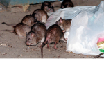 The blak rats