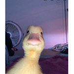 The Best Duck Cult