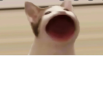 Lol pop cat