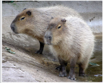 Die Capybara‘s