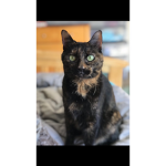 #SaveCat