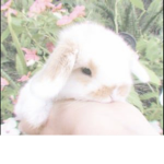 floppy bunnies<3!