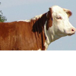-COW- moo
