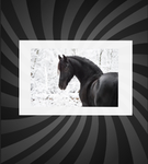 || KN Riding School ||