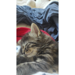 CAT'S ARE SLAY