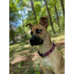 PLSdonate group