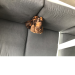 Dogs I love yt