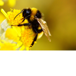 Bee squad <3 YAYA