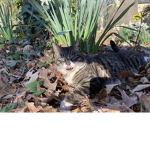 CatClub!!