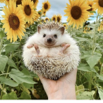 Ocean Loves Hedgehogs!