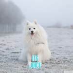 Juice Plays Games