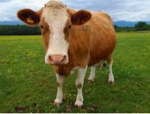 Cow duo