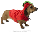strawberry dog