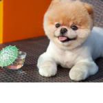 Boo dog fan club