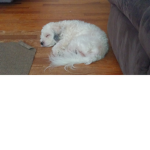 This group is made in spirit of my cute lil doge