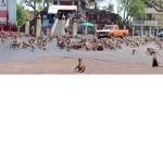 United Monkey military defense