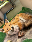 Fox squad 12345678910