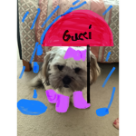 Gucci Umbrellas