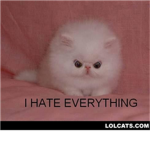 disterbing cats