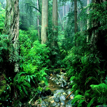 adichu lost in the forest