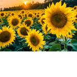 SUNFLOWERLOVER