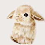 bunny luvers <33