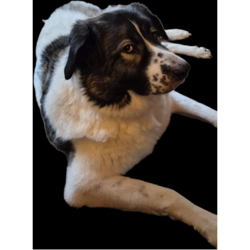 GTS 1 (DEMO UPDATE!)