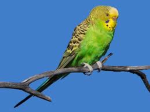 Eddie’s birds club