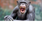 Monkey gang gang