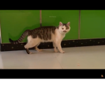 Cats yaya