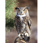 Owls maintance