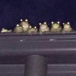 frog realm