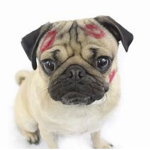 THE PUG ARMY OF THE FUTURE