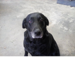 Black lab gang