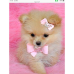 Puppy’s r yours fur- ever!