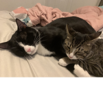 Panda and cat group sqaud