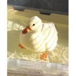 .Aesthetic Duckies.